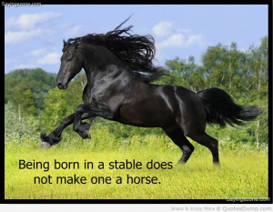 Meaningful Horse Quotes (18)