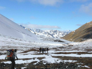 ... should drilling permitted the arctic national wildlife refuge Pictures