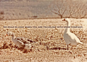 Farm Geese Quote Photograph