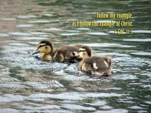 baby ducks desktop wallpaper download baby ducks wallpaper in hd ...