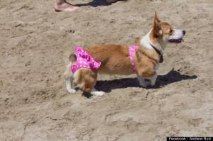 corgi pictures with funny sayings | ... » Got Smile? - Funny Pictures ...