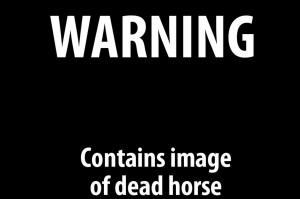 post horse farm equine horse war horse background info dark horse ...