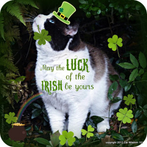 quote-cat-irish-st. patricks-cute-cat wisdom 101-luck