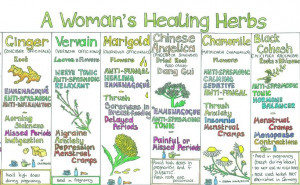 Liz Cook Wall Chart - A Woman's Healing Herbs
