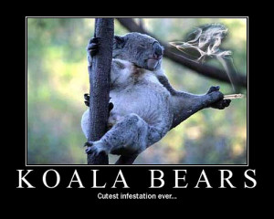 ... Mitch inspirational posters, very interesting choice of Koala picture