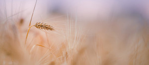 Blurry wheat close up Facebook cover