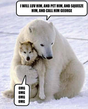 Funny photos funny Polar bear hugging wolf