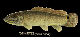 Freshwater Dogfish Bowfin