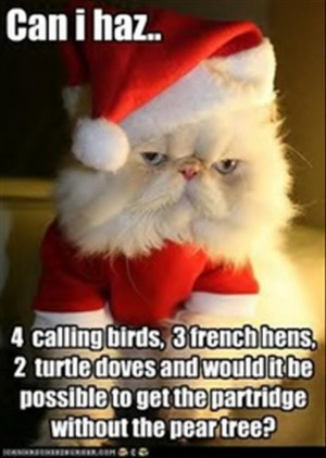 Related Pictures random funny cat facts