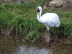 Whooping Crane Standing In Pond