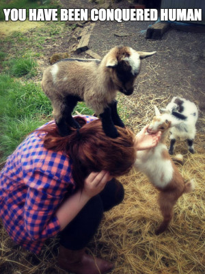 Baby goats are so cute – You have been conquered human.