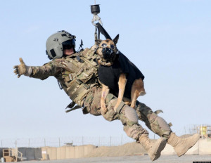German Shepherd Military Training O-military-working-dog- ...