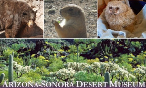 25 Family Membership to the Arizona-Sonora Desert Museum ($50 Value ...
