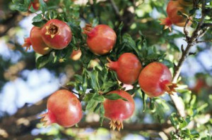 Quotes and Readings for a Tree Ceremony