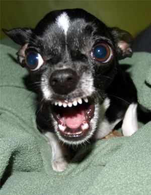 KILLER-CHIHUAHUA-GLOSSY-POSTER-PICTURE-PHOTO-angry-mad-funny-cute-dog ...
