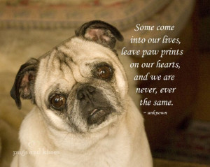 Pug is always in our hearts!