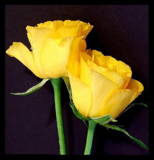 Pics Of Yellow Roses