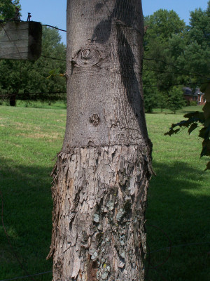 When Was Out Grafting Trees...