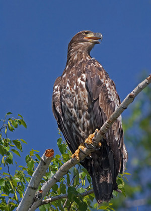 Turkey Eagle