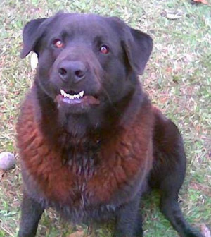 Description Moe Epsilon's pet dog Max.jpg