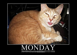 Monday_Cat
