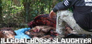 Horses Slaughter