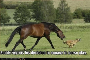 funny horse and dog