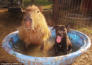 Friends fur-ever: Heart-melting photos capture unusual friendships at ...