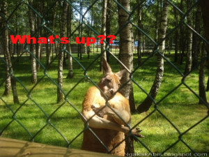 Seekor kanguru bisa keluar dari kandangnya di kebun binatang setiap ...
