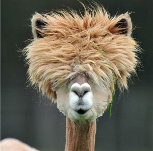 The 22 most hilarious alpaca hairstyles ever. They probably are more ...