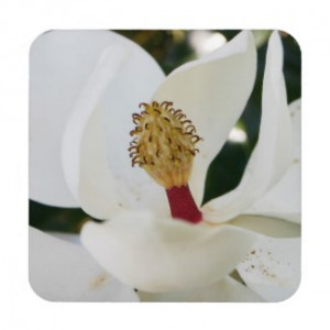 White Southern Magnolia flower blossom coasters by Imaginative_Imagery