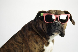... December, 2013 Comments Off on 25 Extremely Cool Dogs with Sunglasses