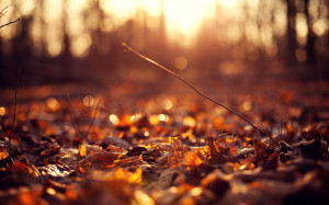 Autumn leaves ground sunset Wallpapers Pictures Photos Images