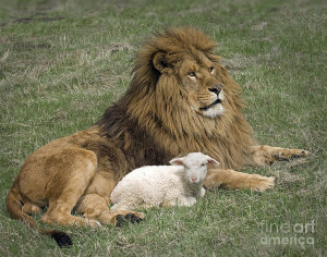 lion-and-lamb-robert-weiman.jpg