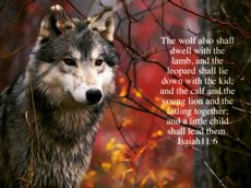 lamb,bible,bible verses,scriptures,god,holy spirit,wolf,wolves