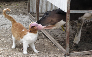 ... the white and ginger cat and a dairy cow on a farm in Shephela, Israel