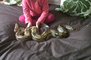 pet red tail boa constrictor source http quotes pictures feedio net ...