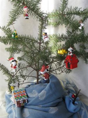 real charlie brown christmas tree