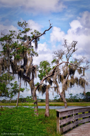 Spanish moss