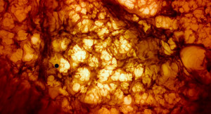 Displaying 19> Images For - Tree Of Life Movie Quotes...