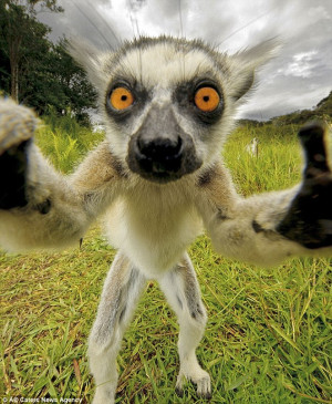... my close-up: A lemur grabs hold of a camera before taking this selfie