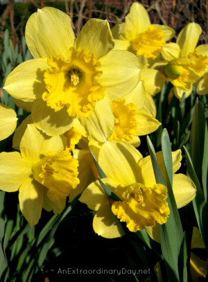 Daffodils Quote The Week at a Glance 4 13