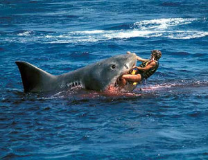Tiger Shark Attacks