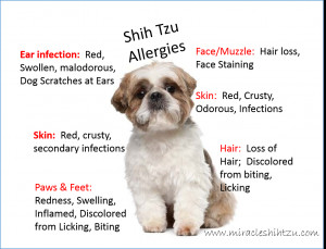 Shih Tzu Allergies Got You Down?