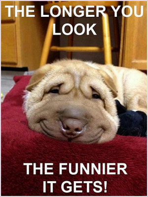... sayings can lefunny net funny jokes funny quotes funny animals funny