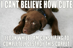 Carpet & Rug Cleaning Before and After