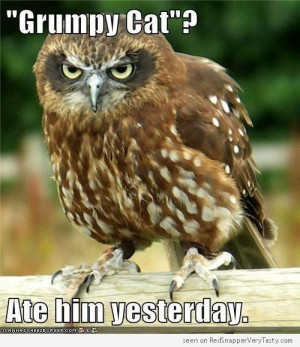 Owl Ate Grumpy Cat Yesterday