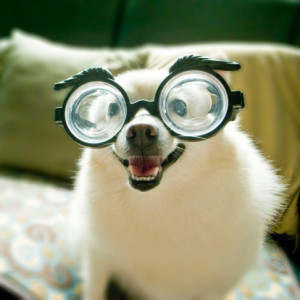 Silly Dog With Glasses