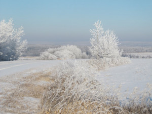 Winter Hoar Frost And Snow On The Trees And Grasslands Near Mons Lake ...