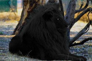 black lion images black lion images black lion images black lion